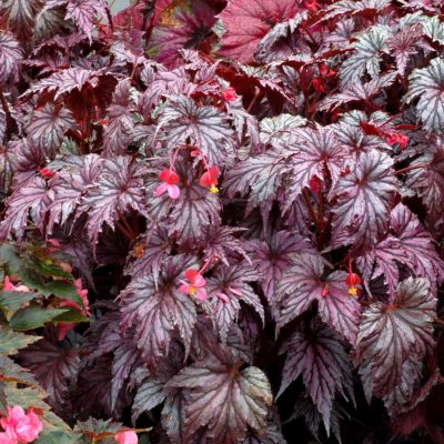 Begonia 'Garden Angel Plum'