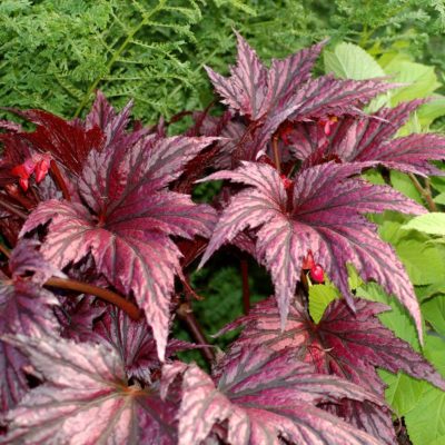 Begonia 'Garden Angel Plum'