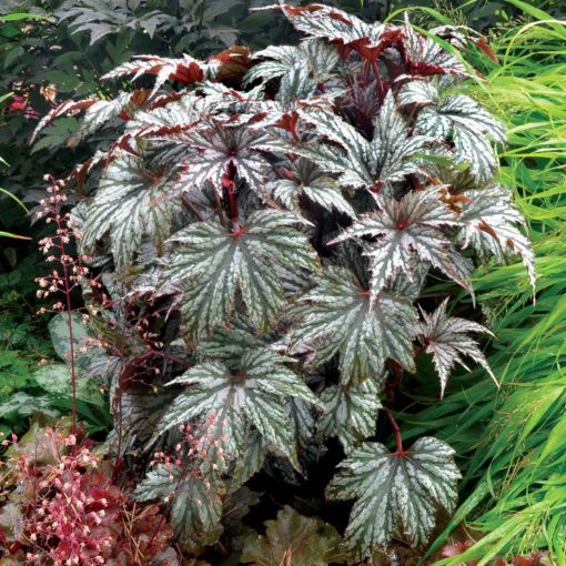 Begonia 'Garden Angel Silver'