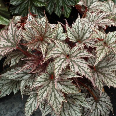 Begonia 'Garden Angel Silver'