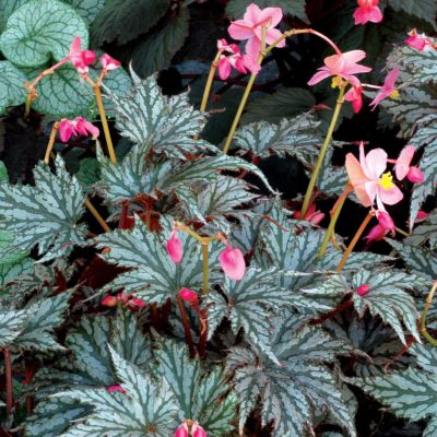 Begonia 'Garden Angel Silver'