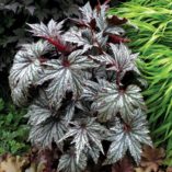 Begonia 'Garden Angel Silver'