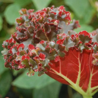 Begonia 'Madame Queen'