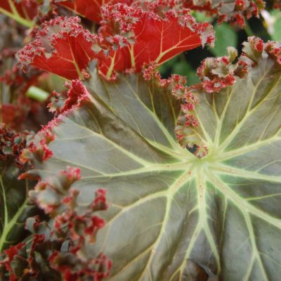 Begonia 'Madame Queen'