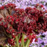 Begonia 'Madame Queen'