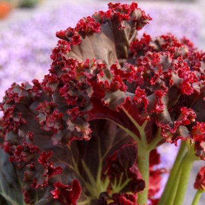 Begonia 'Madame Queen'