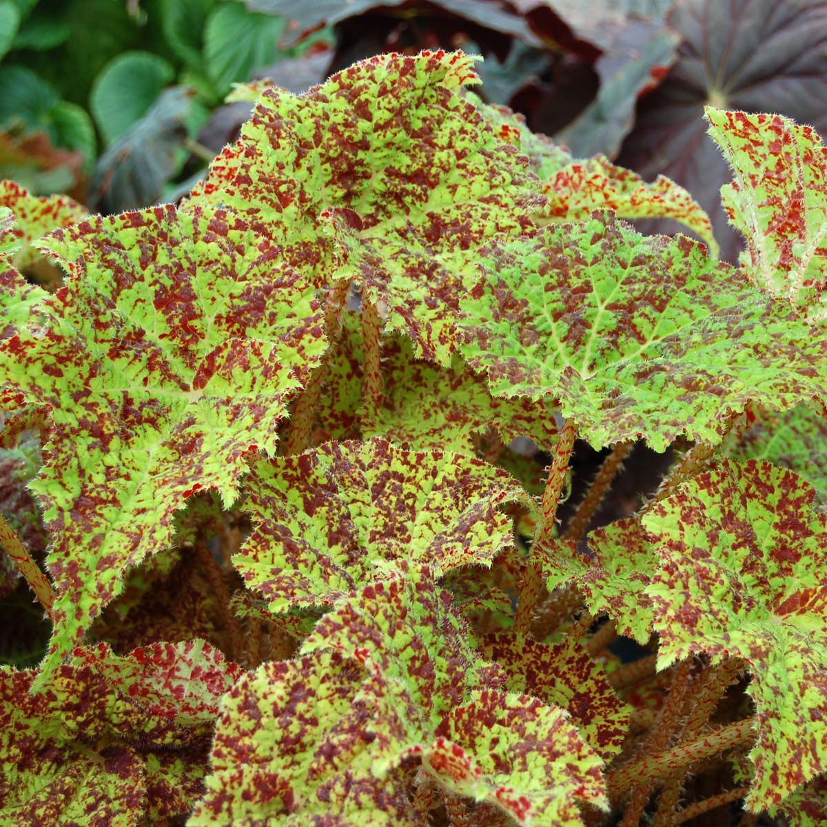 Begonia 'Marmaduke'