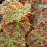 Begonia 'Marmaduke'