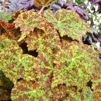 Begonia 'Marmaduke'