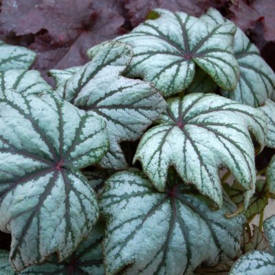 Begonia 'Metallic Mist'