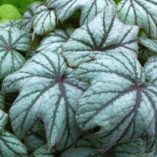 Begonia 'Metallic Mist'