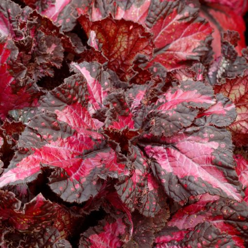 Begonia NAUTILUS™ 'Exotic'