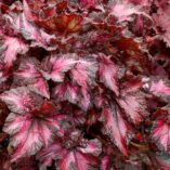 Begonia NAUTILUS™ 'Exotic'