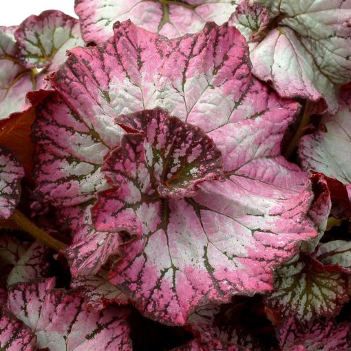 Begonia NAUTILUS™ 'Lilac'