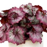 Begonia NAUTILUS™ 'Lilac'