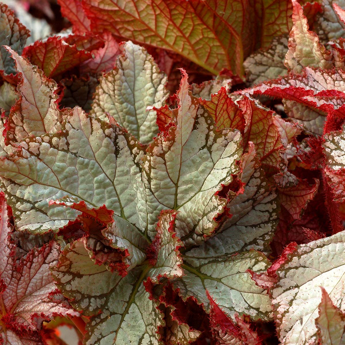 Begonia NAUTILUS™ 'Moonlit'