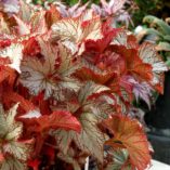 Begonia NAUTILUS™ 'Moonlit'