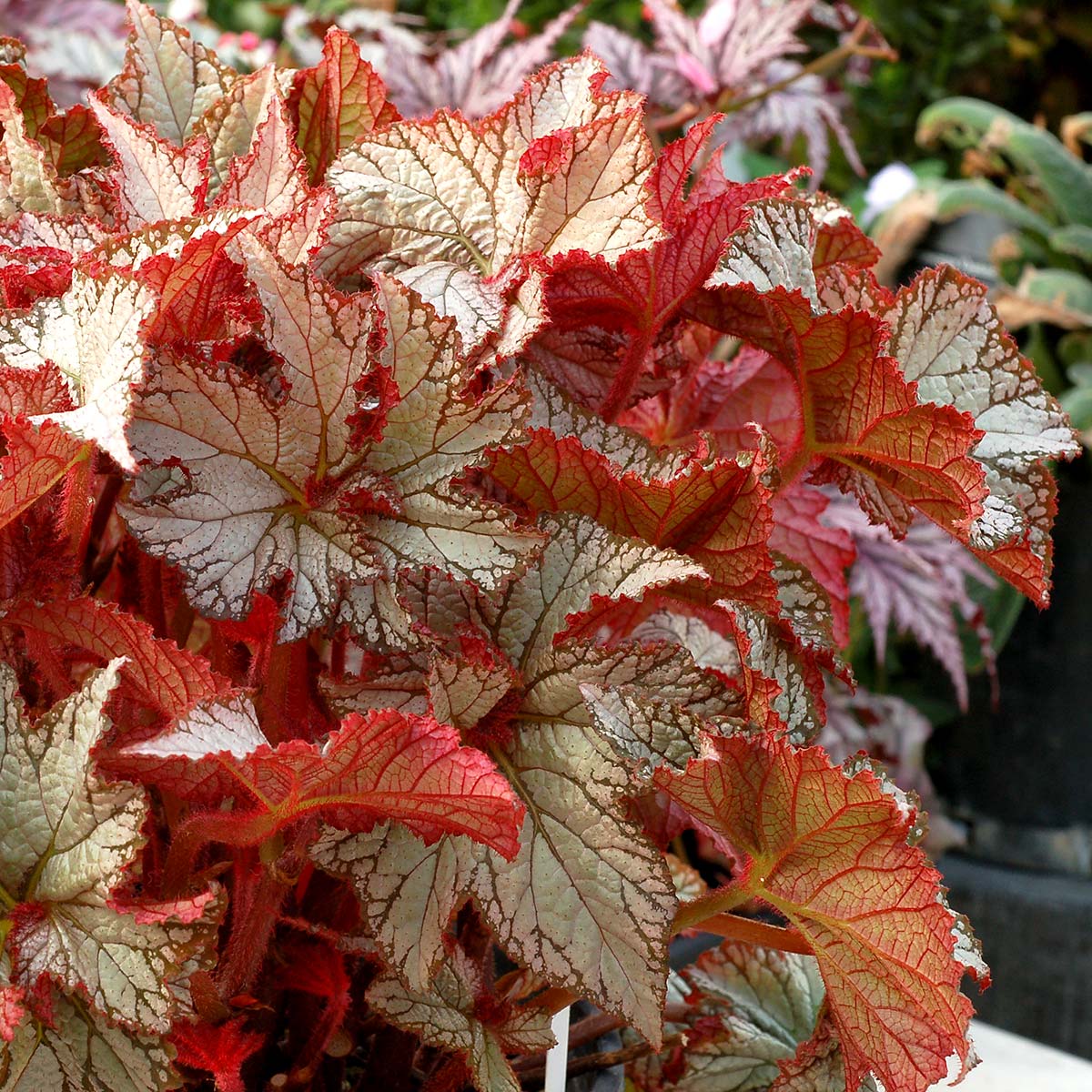 Begonia NAUTILUS Moonlit | TERRA NOVA® Nurseries, Inc.