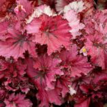 Begonia NAUTILUS™ 'Ruby'