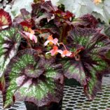 Begonia NAUTILUS™ 'Supreme'