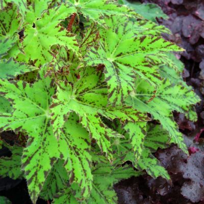 Begonia 'Phoe's Cleo'