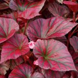 Begonia REVELATION™ 'Maroon'