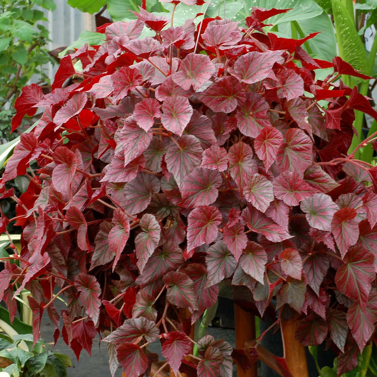 Begonia REVELATION® Maroon | TERRA NOVA® Nurseries, Inc.