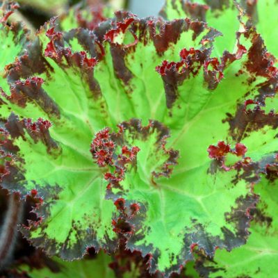 Begonia 'River Nile'