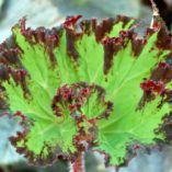 Begonia 'River Nile'