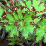 Begonia 'River Nile'