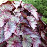 Begonia SHADE ANGEL™ 'Aurora'