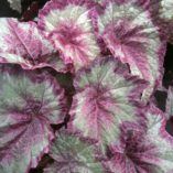 Begonia SHADE ANGEL™ 'Aurora'