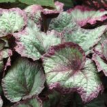 Begonia SHADE ANGEL™ 'Aurora'