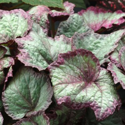 Begonia SHADE ANGEL™ 'Aurora'