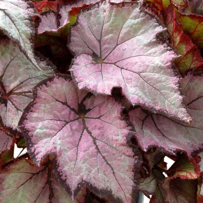 Begonia SHADE ANGEL™ 'Pearl'