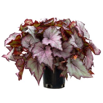 Begonia SHADE ANGEL™ 'Pearl'