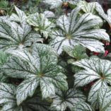 Begonia 'Silver Splendor'