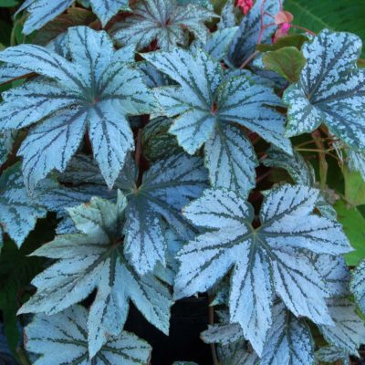 Begonia 'Silver Splendor'