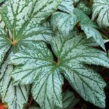 Begonia 'Silver Splendor'