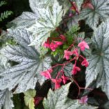 Begonia 'Silver Splendor'