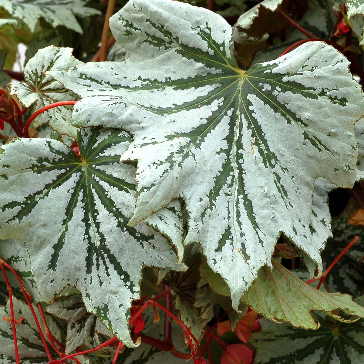 Begonia SPECTRE™ 'Silver'