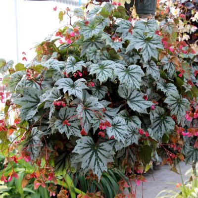 Begonia SPECTRE™ 'Silver'