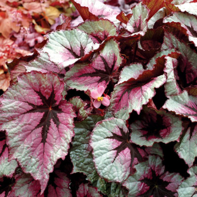 Begonia T REX® 'First Blush'