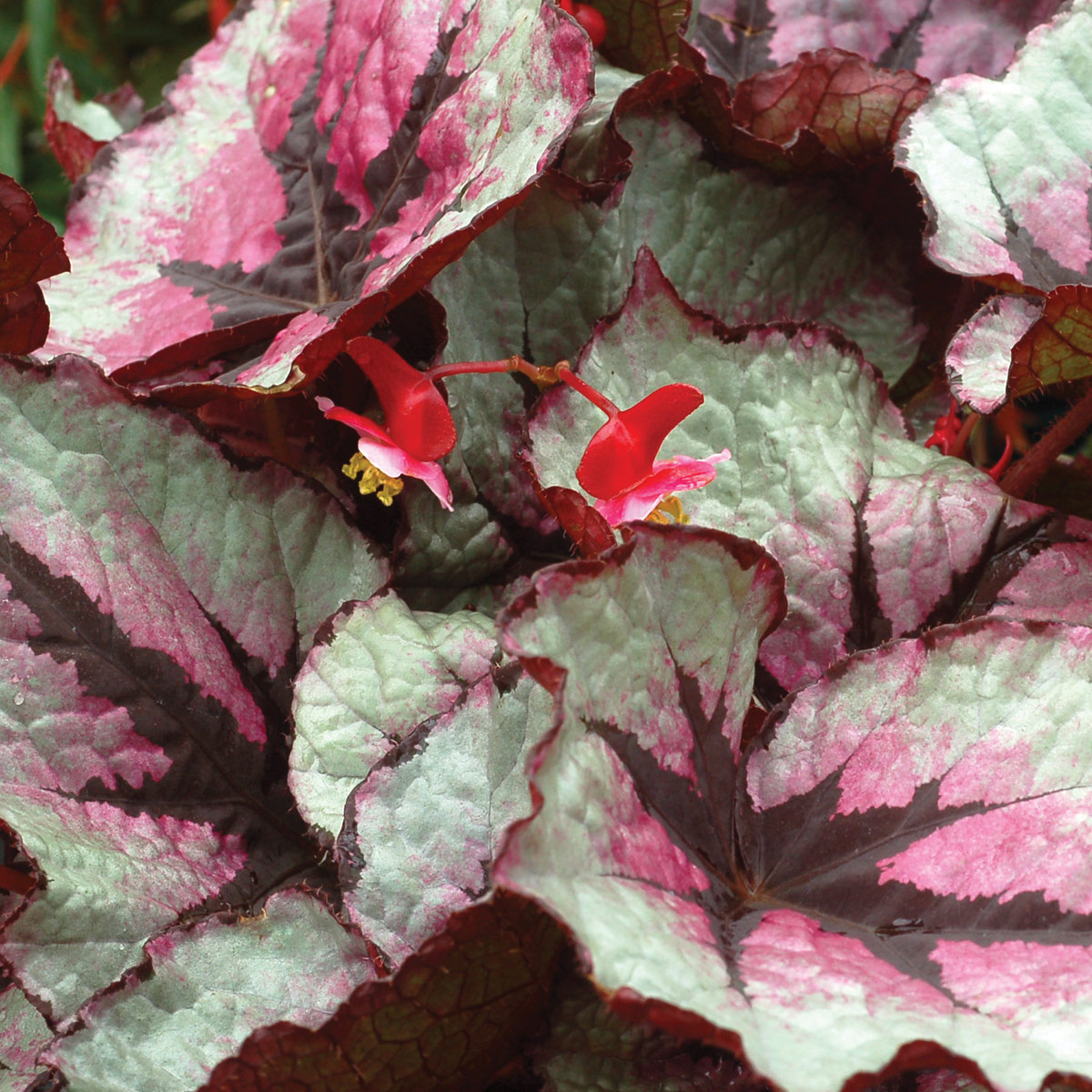 Begonia T REX® 'First Blush'