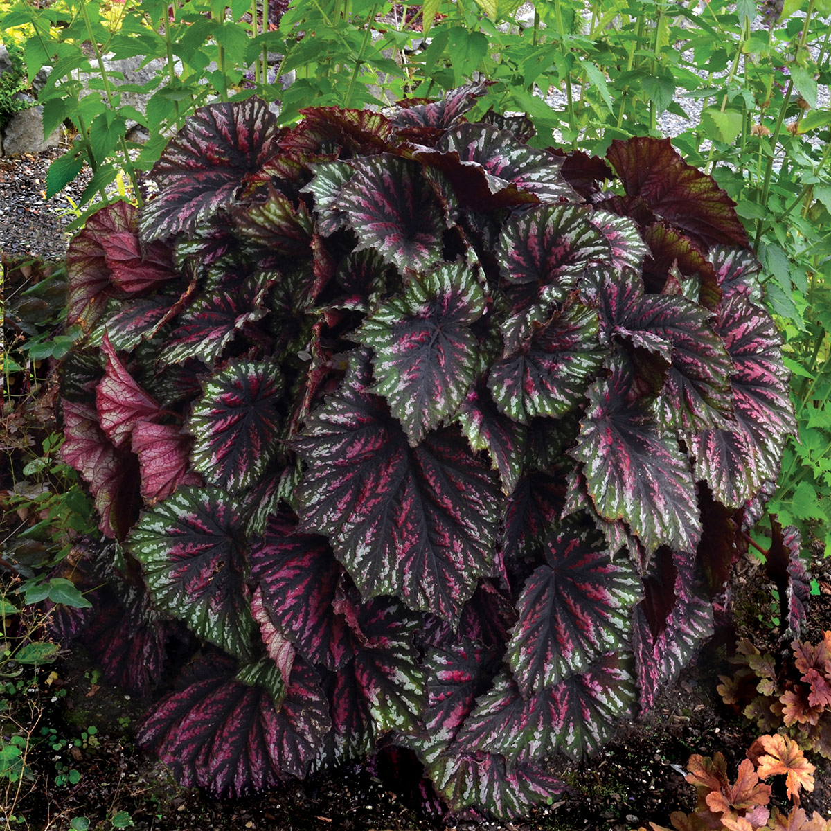 Begonia T-REX™ 'Painter's Palette' | TERRA NOVA® Nurseries, Inc.