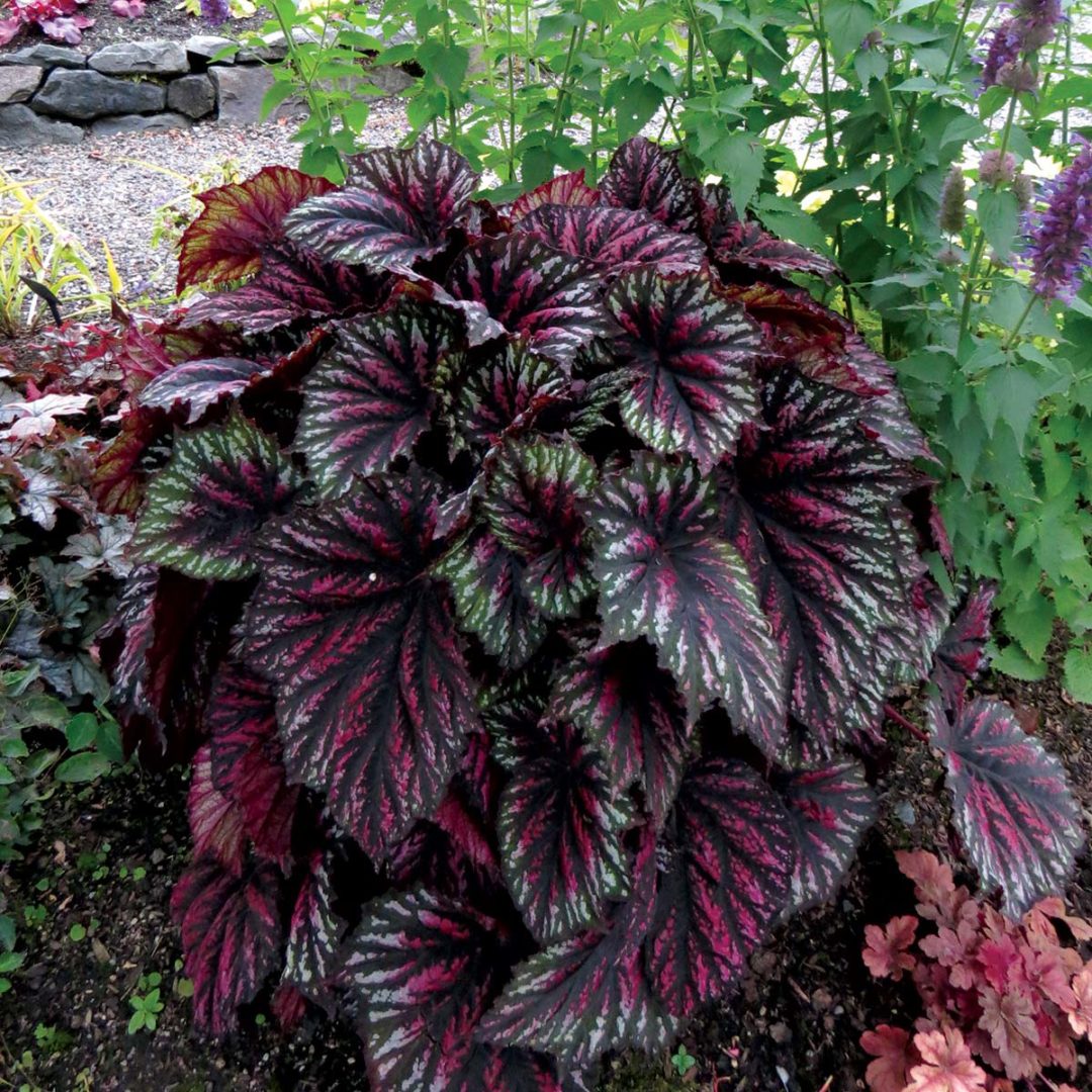 Begonia T REX® ‘Painter’s Palette’ TERRA NOVA® Nurseries, Inc.