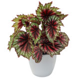 Begonia T REX® 'Painter's Palette'