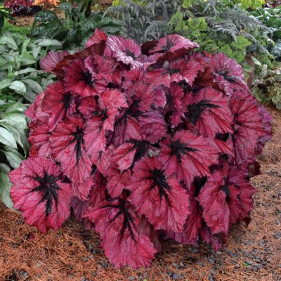 Begonia T REX® 'Ruby Slippers'