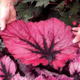 Begonia T REX® 'Ruby Slippers'