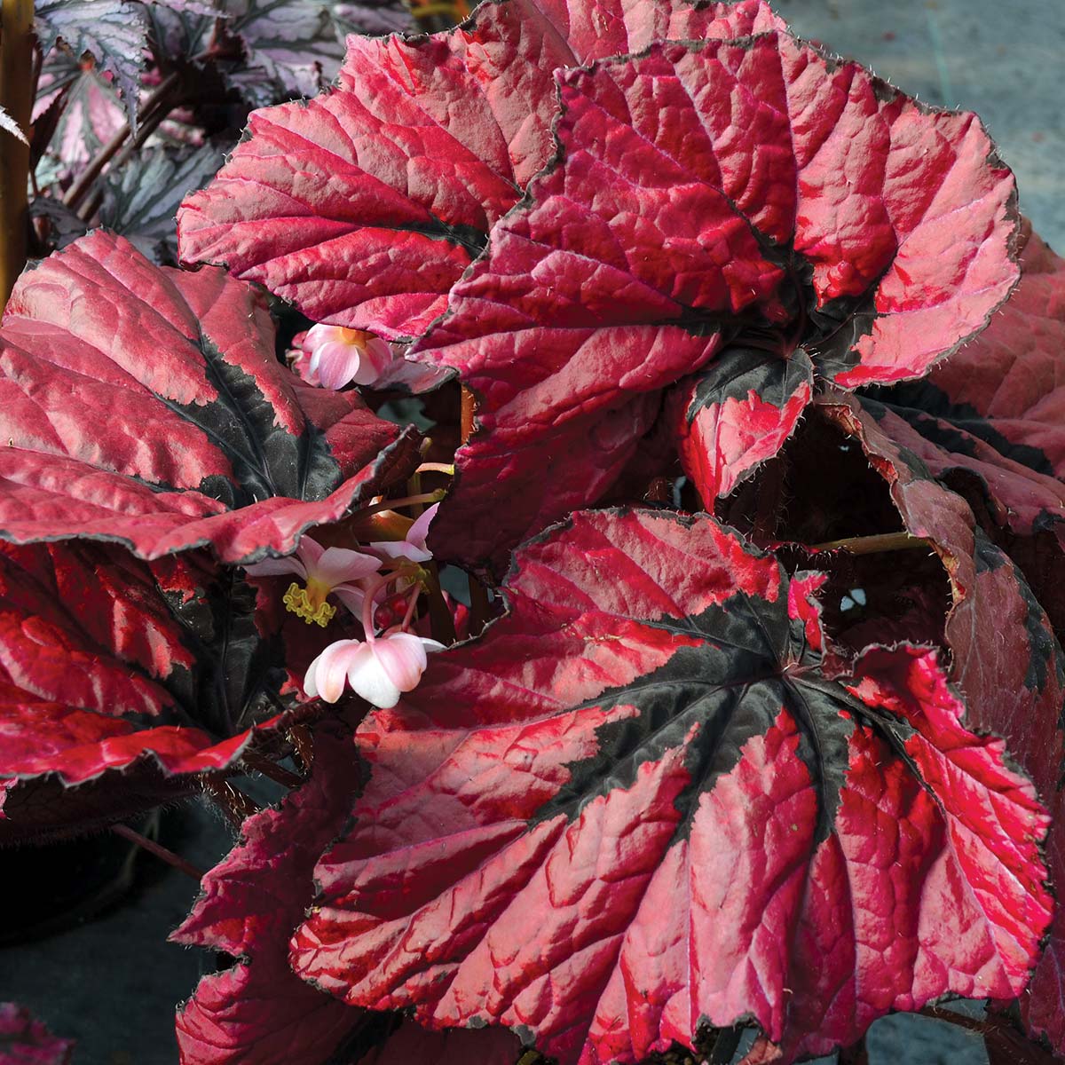 Begonia T REX® 'Ruby Slippers'